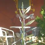 Rurales Candela Cañamero
