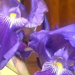 Rurales Candela Апартаменты Каньямеро