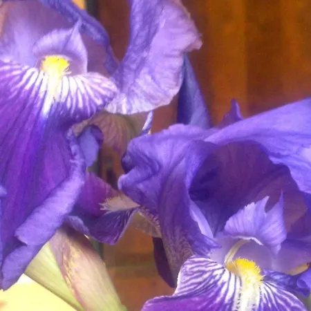 Rurales Candela Apartmán Cañamero