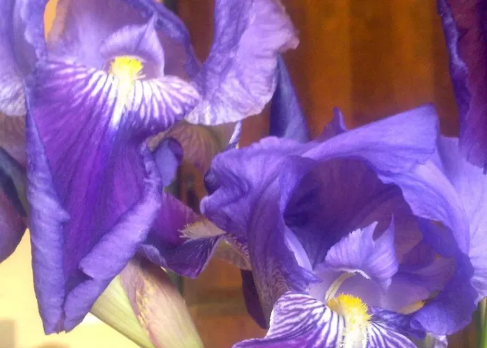 Rurales Candela Apartamento Cañamero